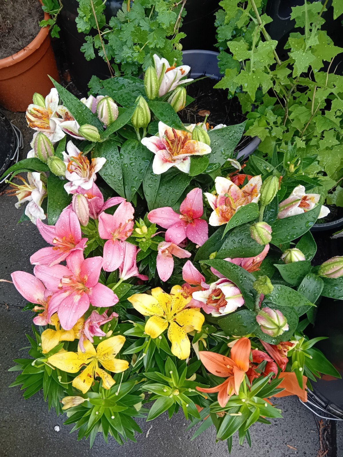 Kamer/tuin/balkon plant 30-40cm lelies, Volle zon, Vaste plant, Lente, Ophalen