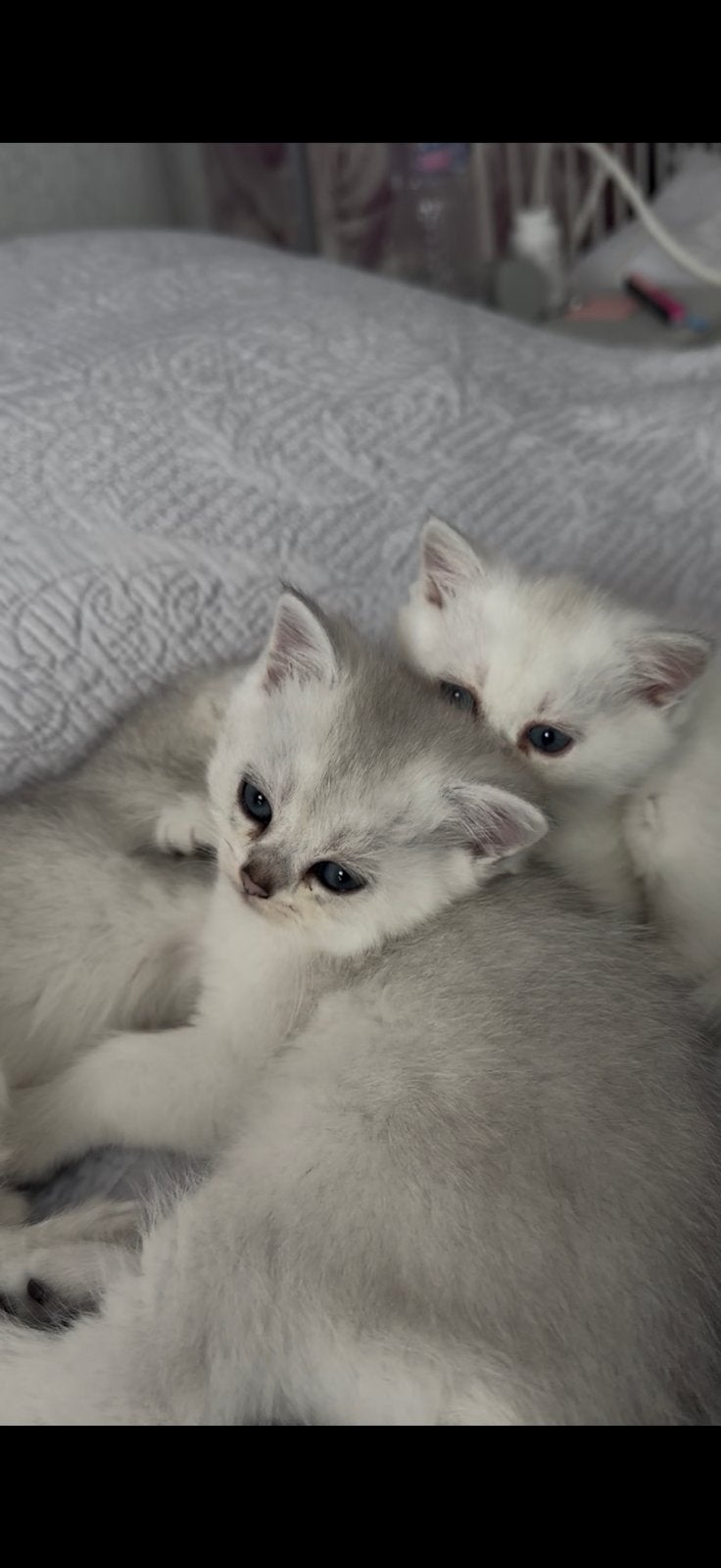 Scottisch straight kitten (belgie)