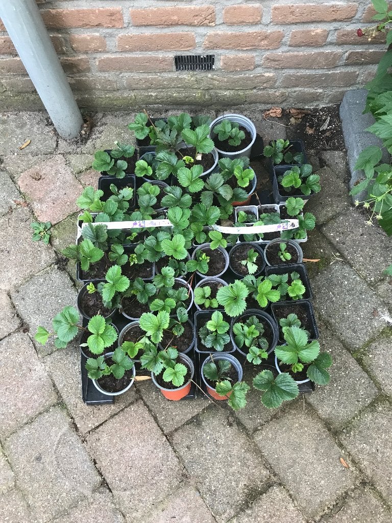 Mooie aardbeien plantjes bio, Ophalen, Volle zon, Vaste plant, Zomer