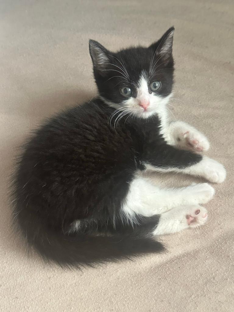 Kittens, Meerdere dieren