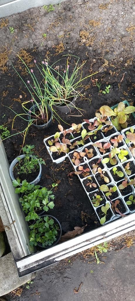Volkstuin planten: sla, bladselderij, bieslook, maggiplant, Ophalen, Volle zon, Bloeit niet, Groenteplanten