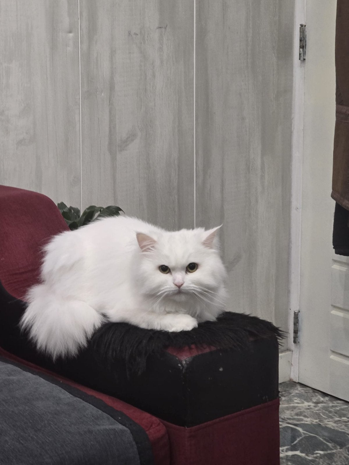 Shirazie kat, Kater