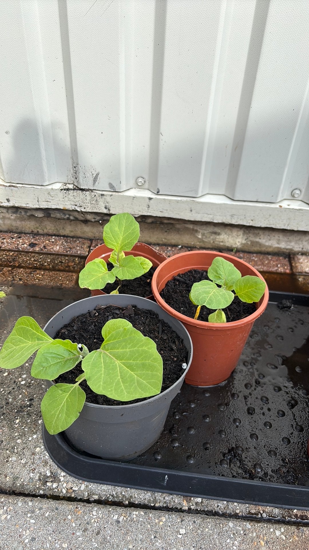 Courgette plantjes, Tuin en Terras, Ophalen, Eenjarig, Groenteplanten, Volle zon