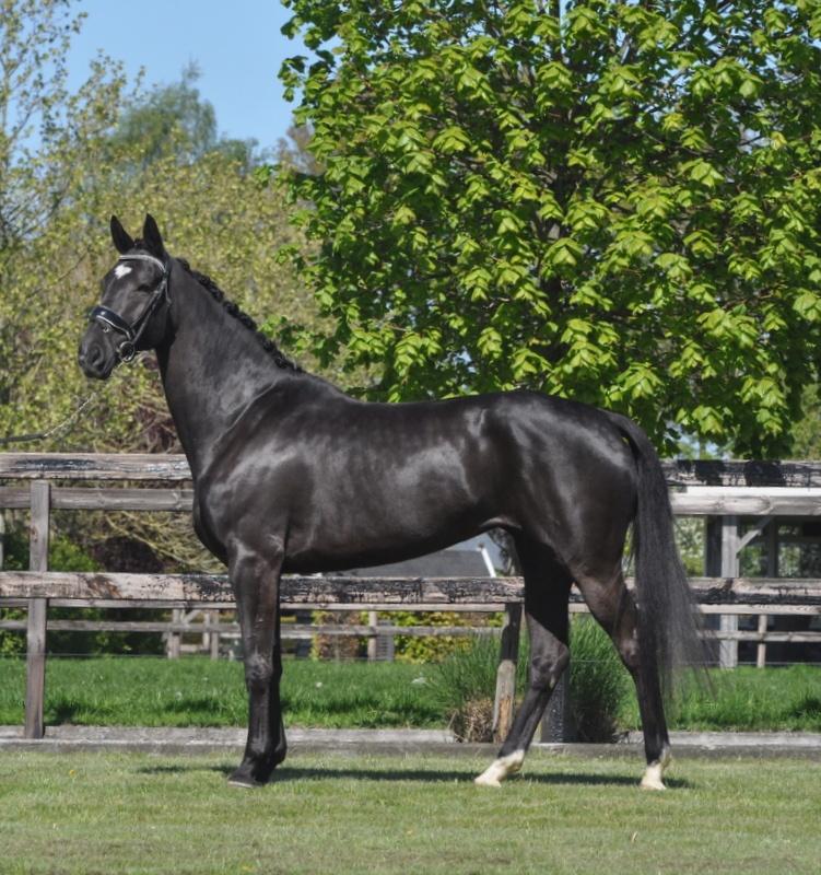 knappe 4 jarige merrie v. Taminiau, Merrie, Dressuurpaard, 3 tot 6 jaar, 165 tot 170 cm