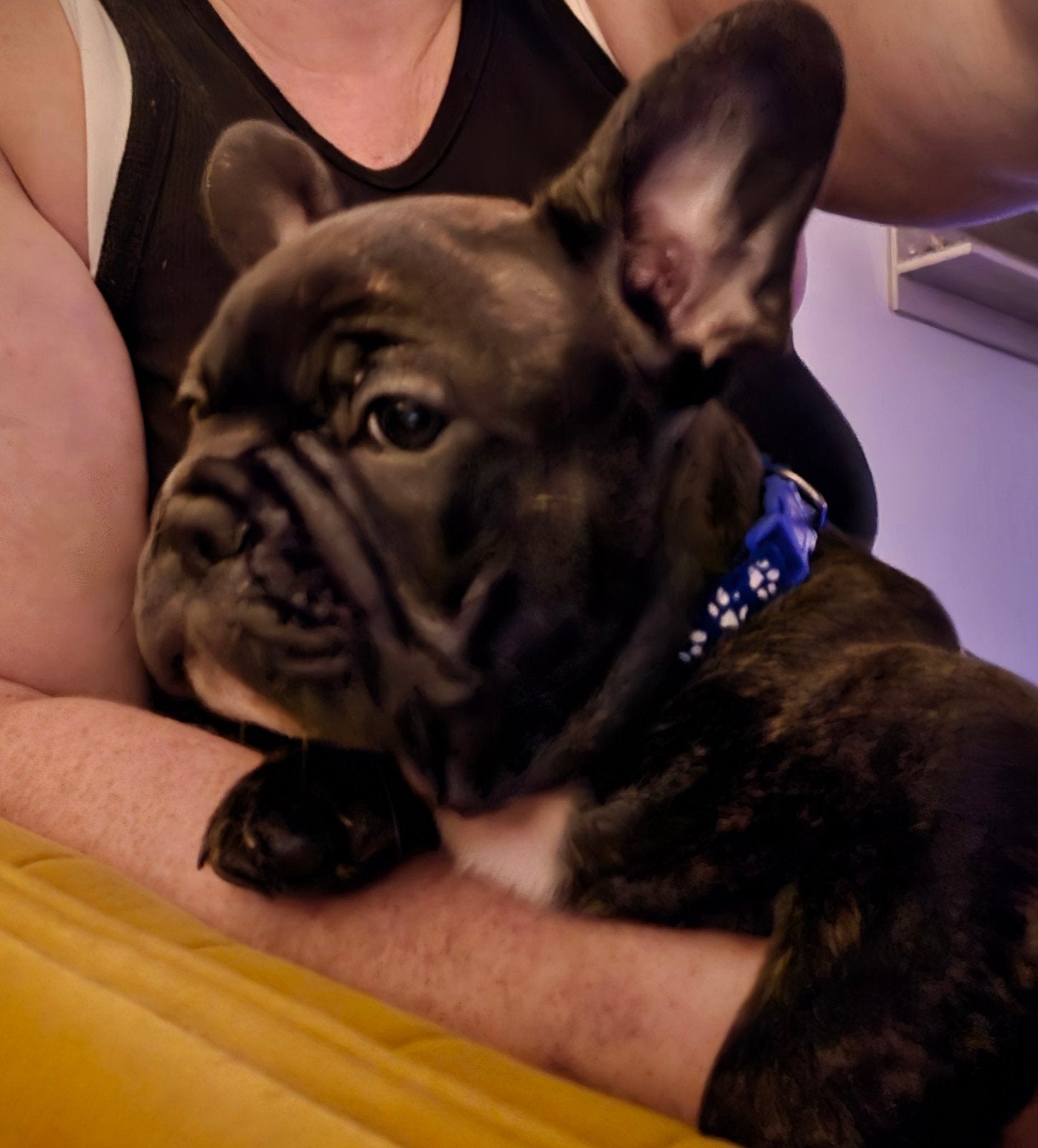 Franse Bulldog puppies te koop/mogen het nest verlaten, Dieren en Toebehoren, Honden | Bulldogs, Pinschers en Molossers, 8 tot 15 weken