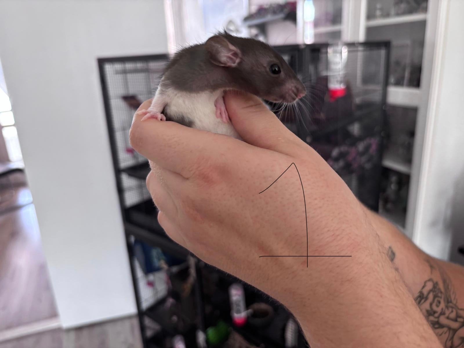 Lieve baby ratjes (rittens) 24-05-2026 geboren, Dieren en Toebehoren, Knaagdieren, Rat, Mei, Meerdere dieren, Tam
