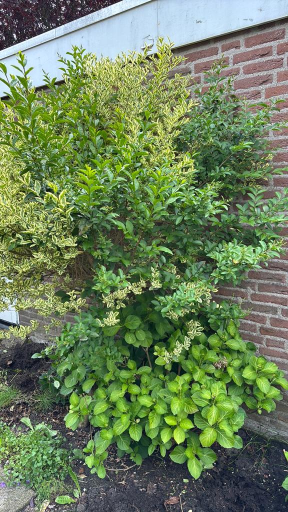Gratis tuinplanten, Tuin en Terras, 100 tot 250 cm, Zomer, Palmboom, Ophalen
