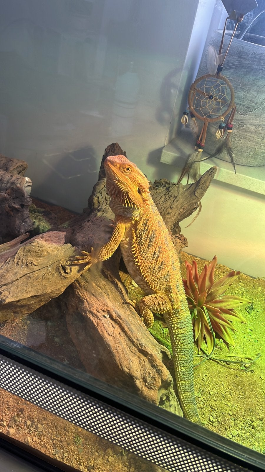 Baardagaam man, Dieren en Toebehoren, Reptielen en Amfibieën, Tam, 0 tot 2 jaar