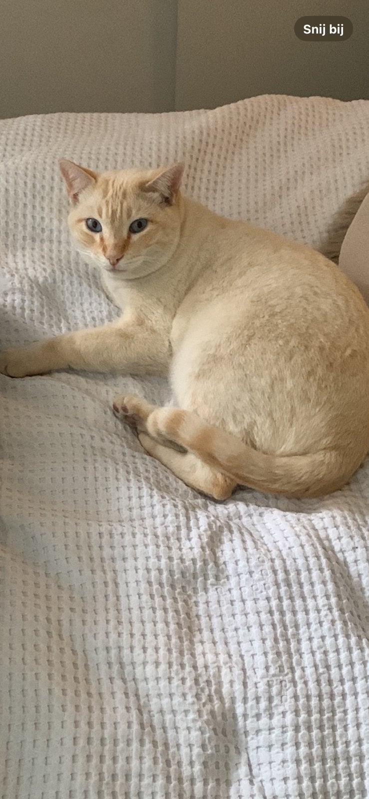 Kater bijna 4 jaar oud aangeboden, Kater, Ontwormd