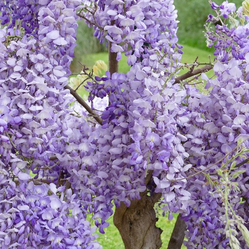 Wisteria Sinensis Prolific (Blauwe Regen) 100/125 en 200 cm, Tuin en Terras, Ophalen of Verzenden, Eenjarig, Klimplanten, Volle zon