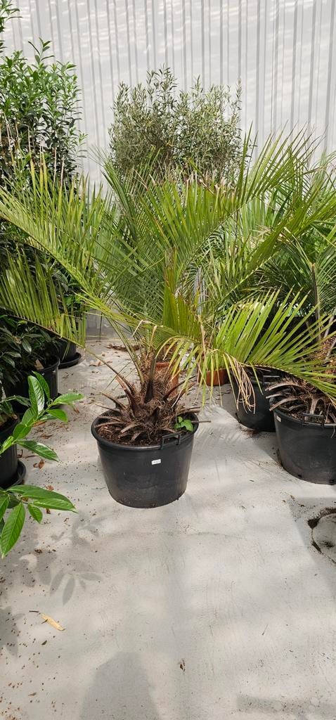 Butia eriospatha 180cm dikke stam!, Volle zon, Vaste plant, Lente, Ophalen