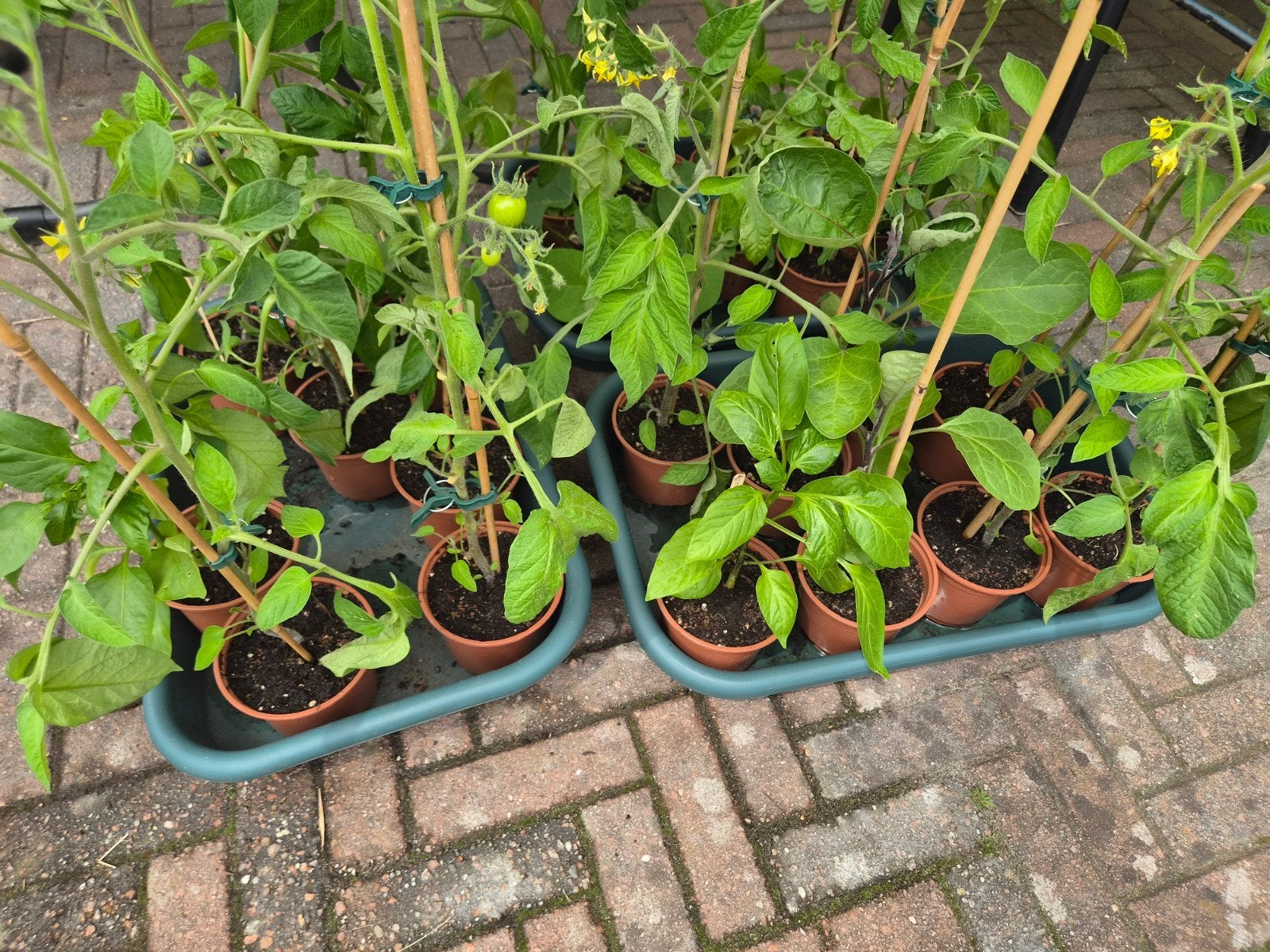 Groente Planten voor de Tuin en Terras | Marktplaats