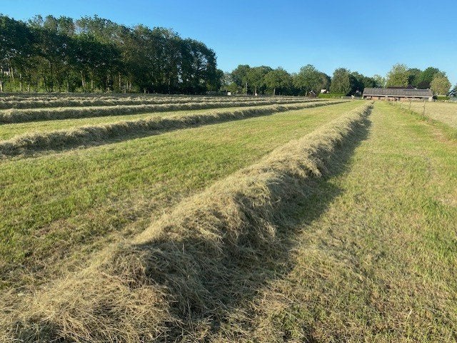 33 stuks Grote vierkante balen mooi droog  hooi., Geslacht onbekend