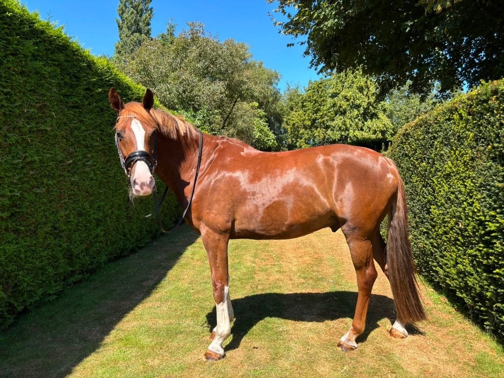 Super lieve KWPN ruin, Dieren en Toebehoren, Paarden, Met stamboom, Ruin, Dressuurpaard, 3 tot 6 jaar