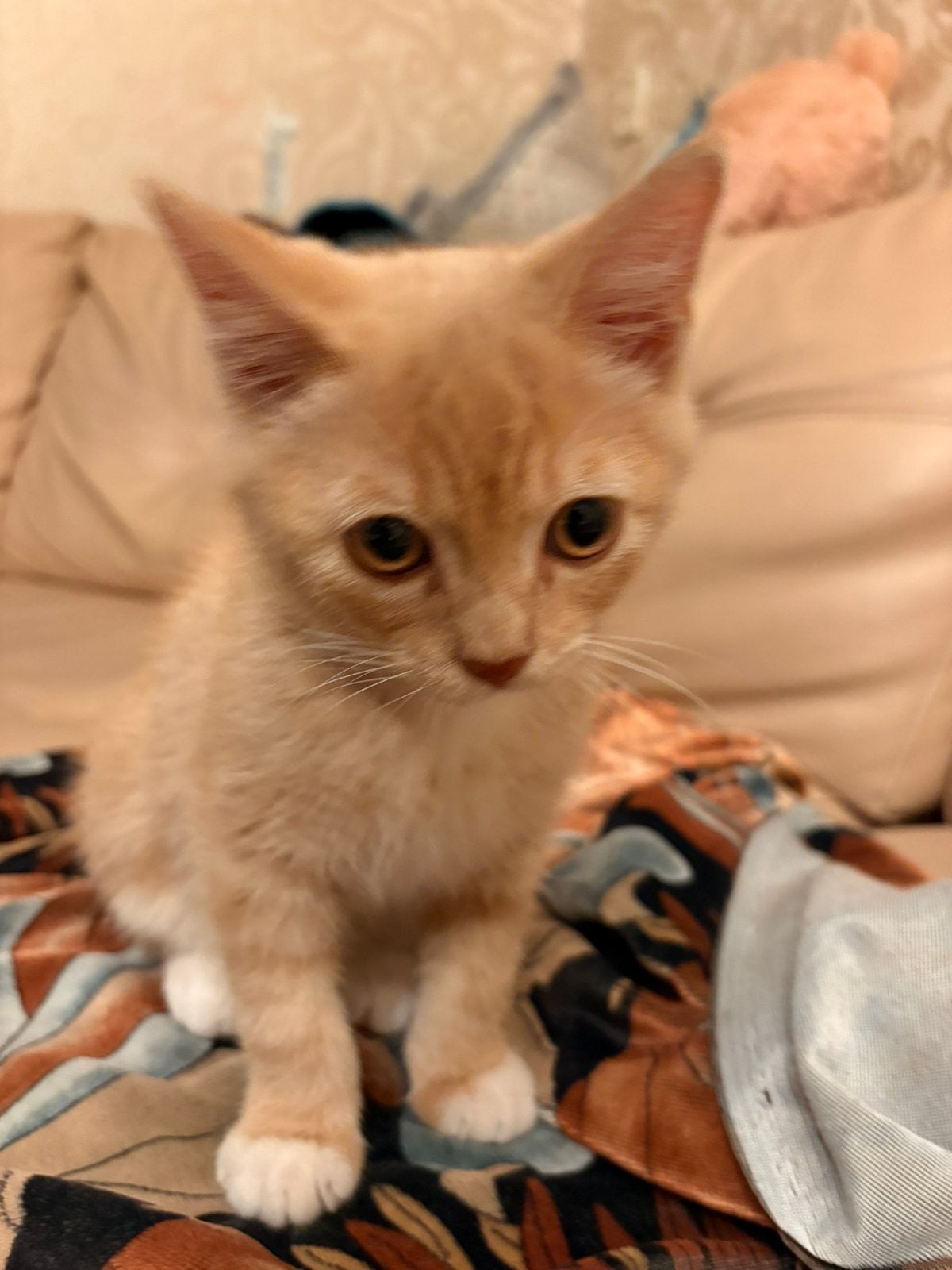 2 lieve katertjes mogen weg, Dieren en Toebehoren, Kater