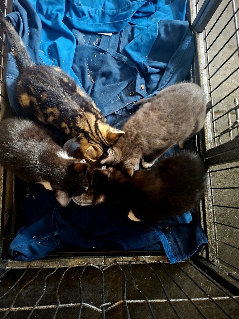 Lieve kittens te koop, Meerdere dieren, Ontwormd, 0 tot 2 jaar