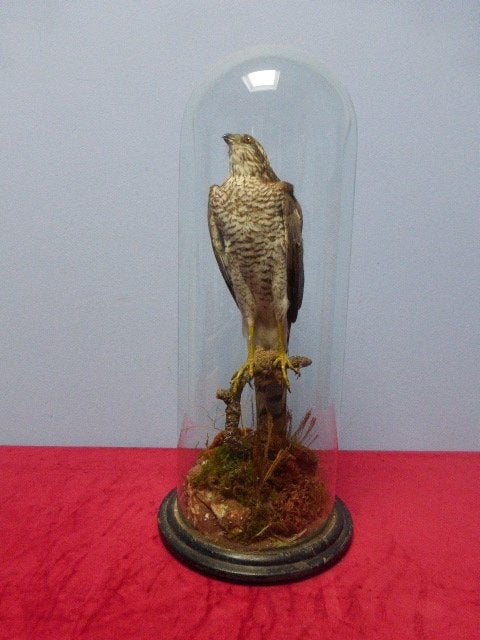 Antieke roofvogel onder glazen stolp 19e eeuw., Ophalen