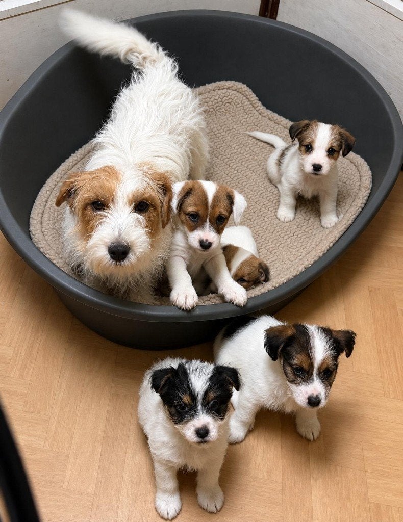 Jack Russell pups, Dieren en Toebehoren, Parvo, Jack Russell Terriër, Reu, 8 tot 15 weken
