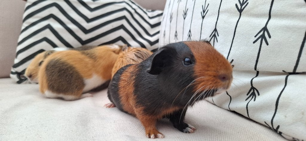 Meerdere jonge caviaatjes, Dieren en Toebehoren, Knaagdieren, Cavia, Juni, Mannelijk, Tam
