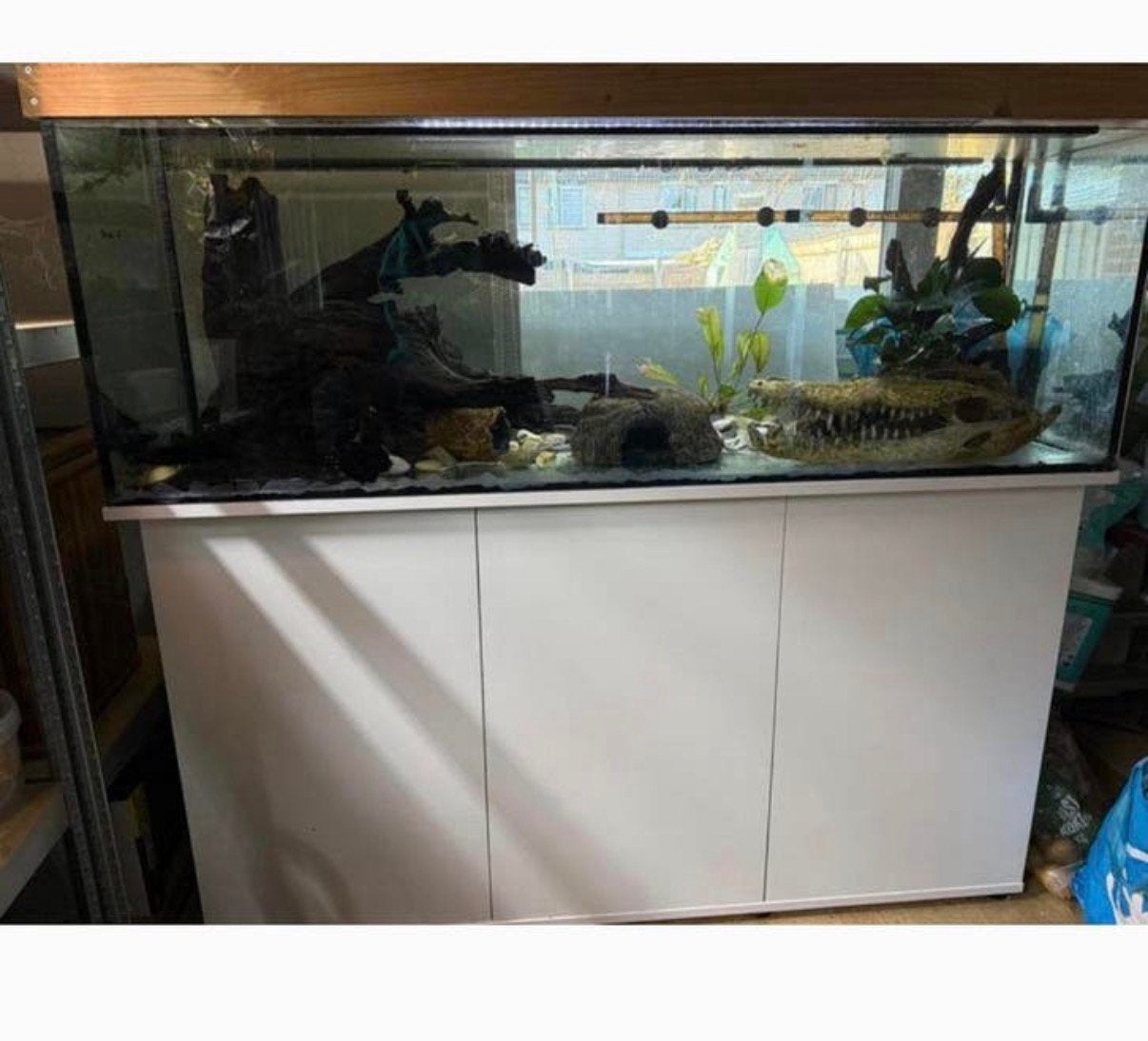 Groot aquarium 150x50x50 incl onderkast en axolotls, Dieren en Toebehoren, Ophalen, Zo goed als nieuw, Gevuld zoetwateraquarium