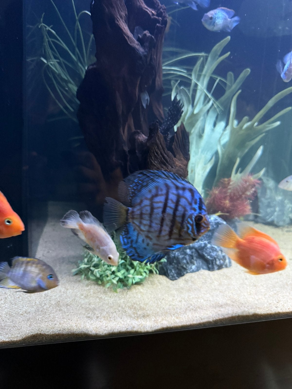 Prachtige Blue Turquoise Discus!, Dieren en Toebehoren, Vis