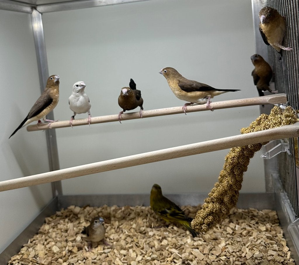 Zilverbekken, Dieren en Toebehoren, Vogels | Overige Vogels, Vrouwelijk