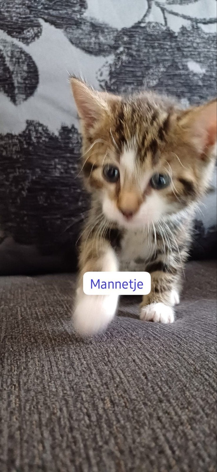 Te koop kittens