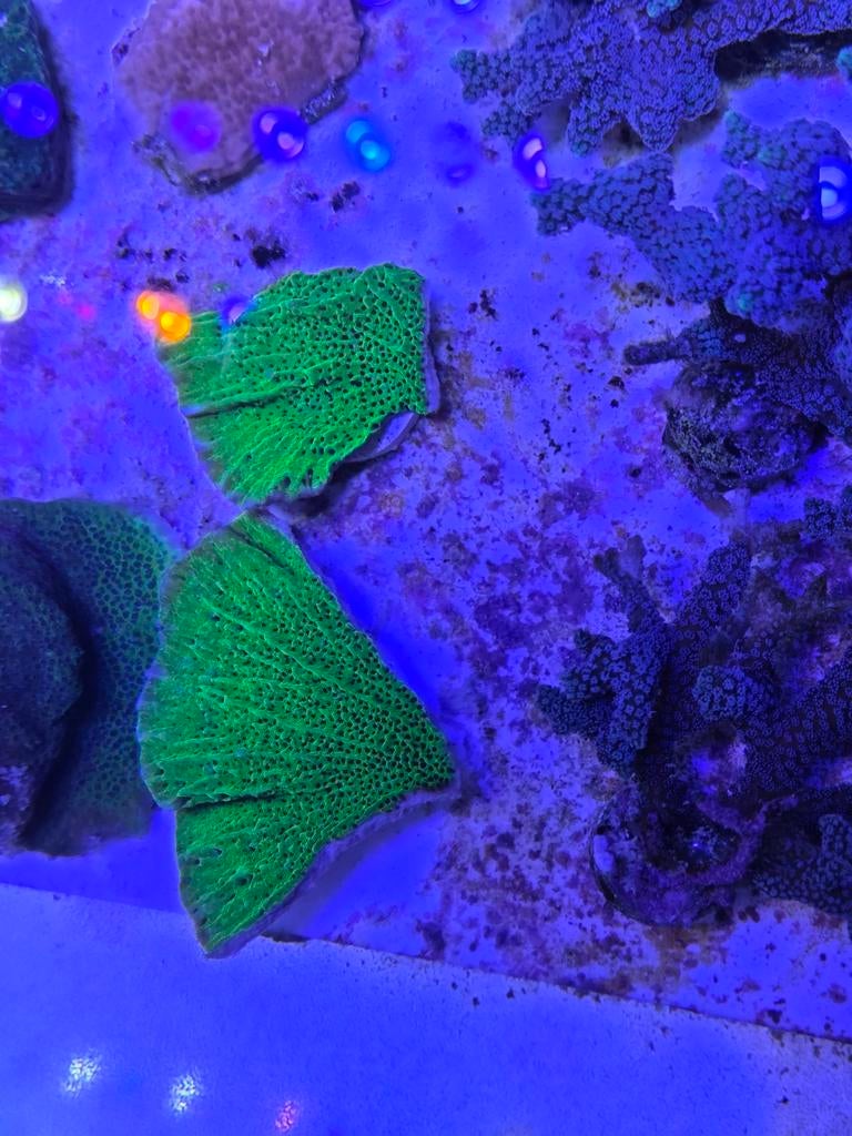 Montipora Spongodes, Dieren en Toebehoren, Vissen | Aquariumvissen, Vis