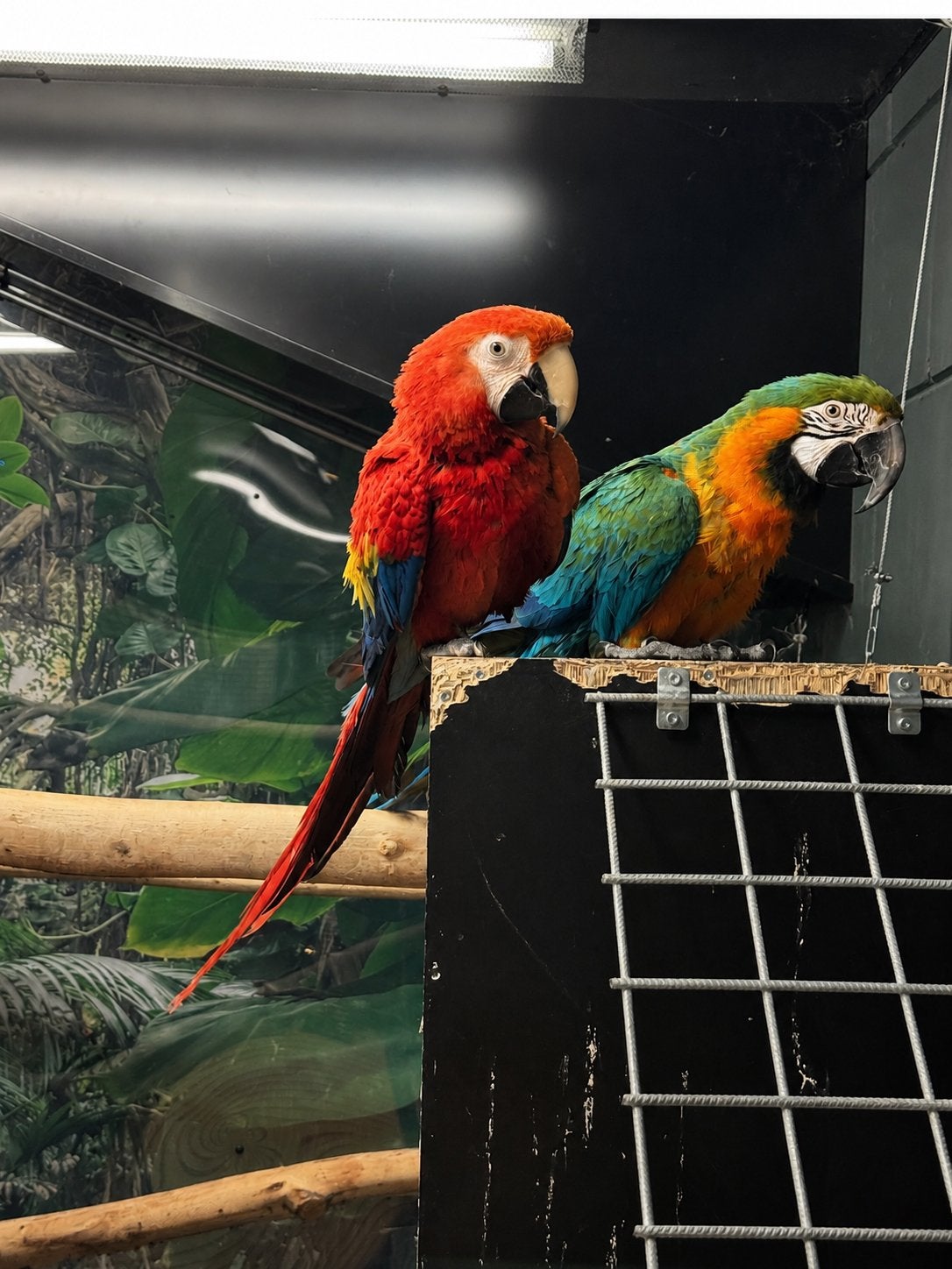Koppel aras, Meerdere dieren, Papegaai, Geringd