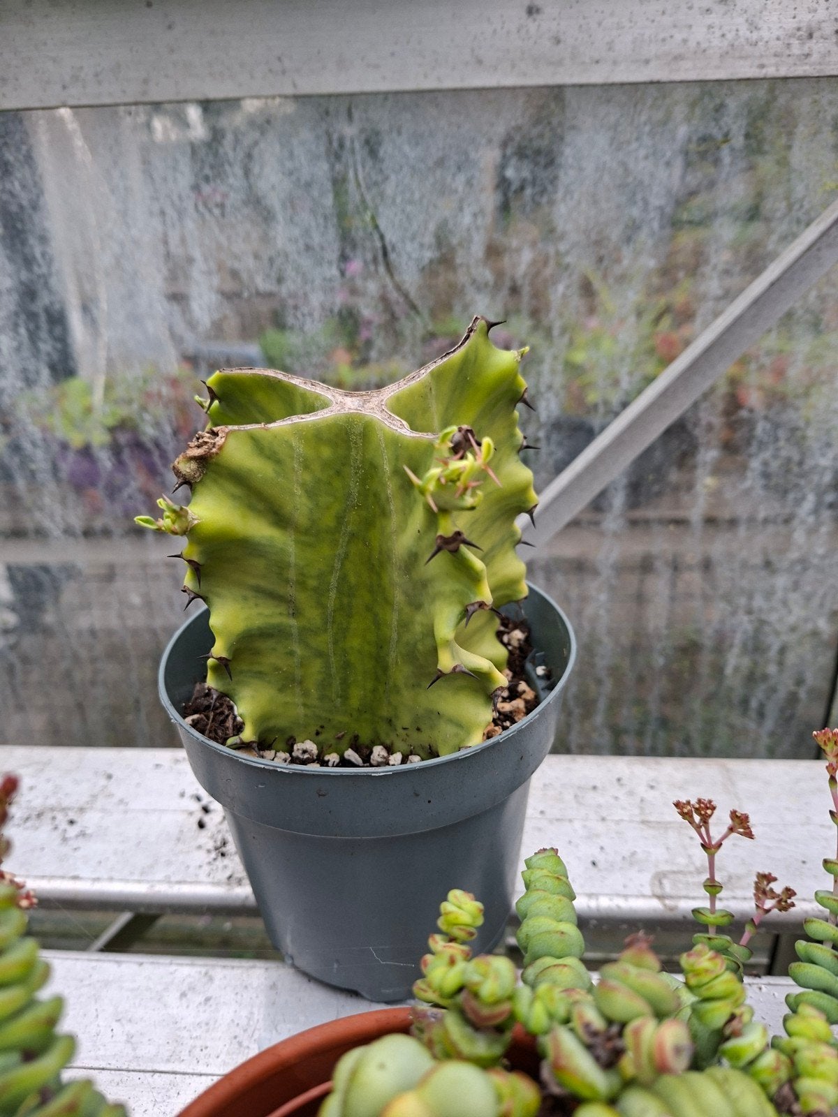 euphorbia marmorata variegata, Tuin en Terras, Ophalen of Verzenden, Overige soorten, Volle zon