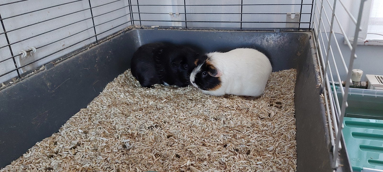 2 cavia's zoeken met spoed een nieuw huisje, Dieren en Toebehoren, Knaagdieren, Januari, Vrouwelijk, Cavia