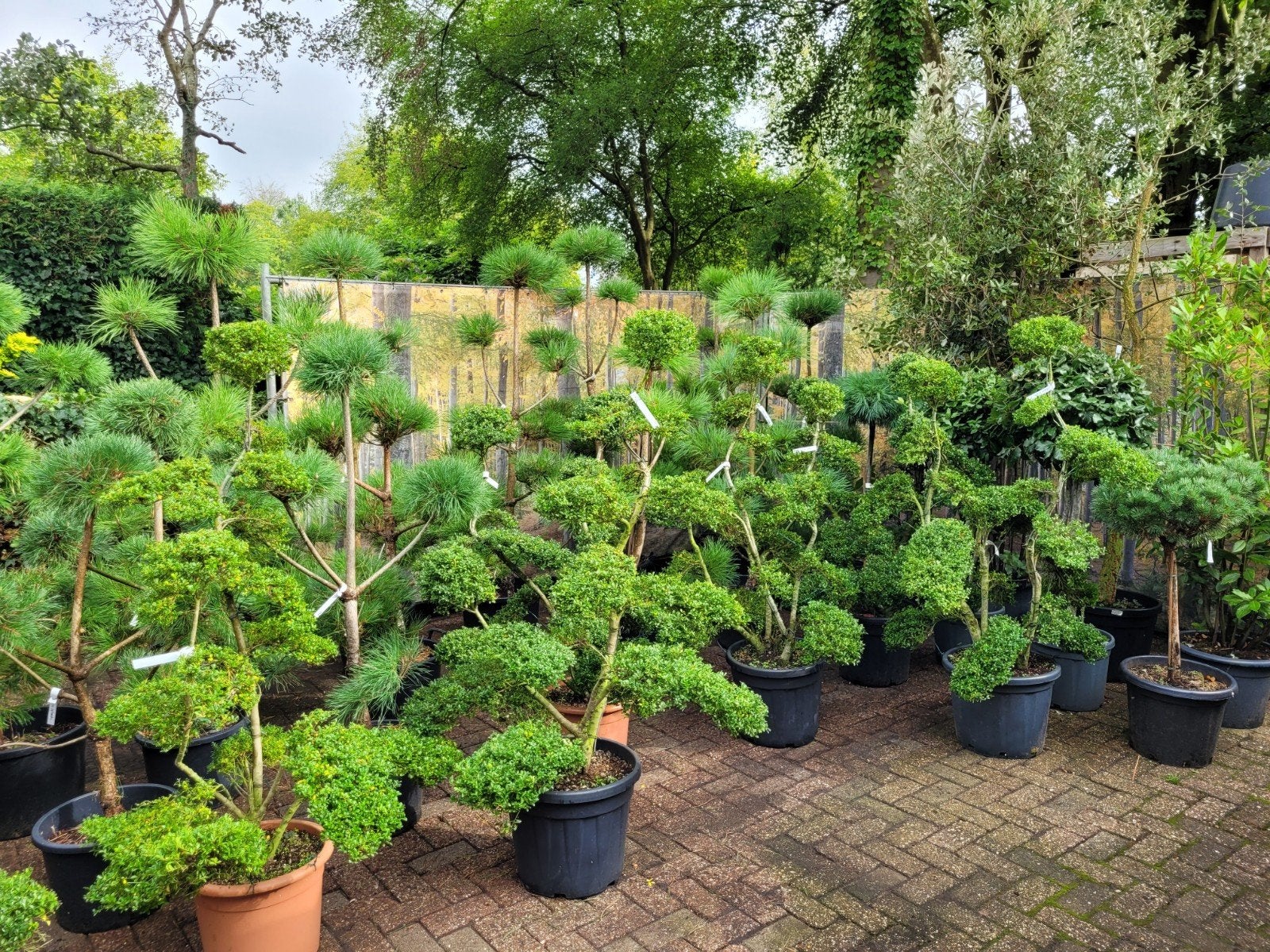 Diverse Pinus en Vormsnoei Bomen - Unieke Tuinaccenten, Bloeit niet, Overige soorten, 100 tot 250 cm, Ophalen