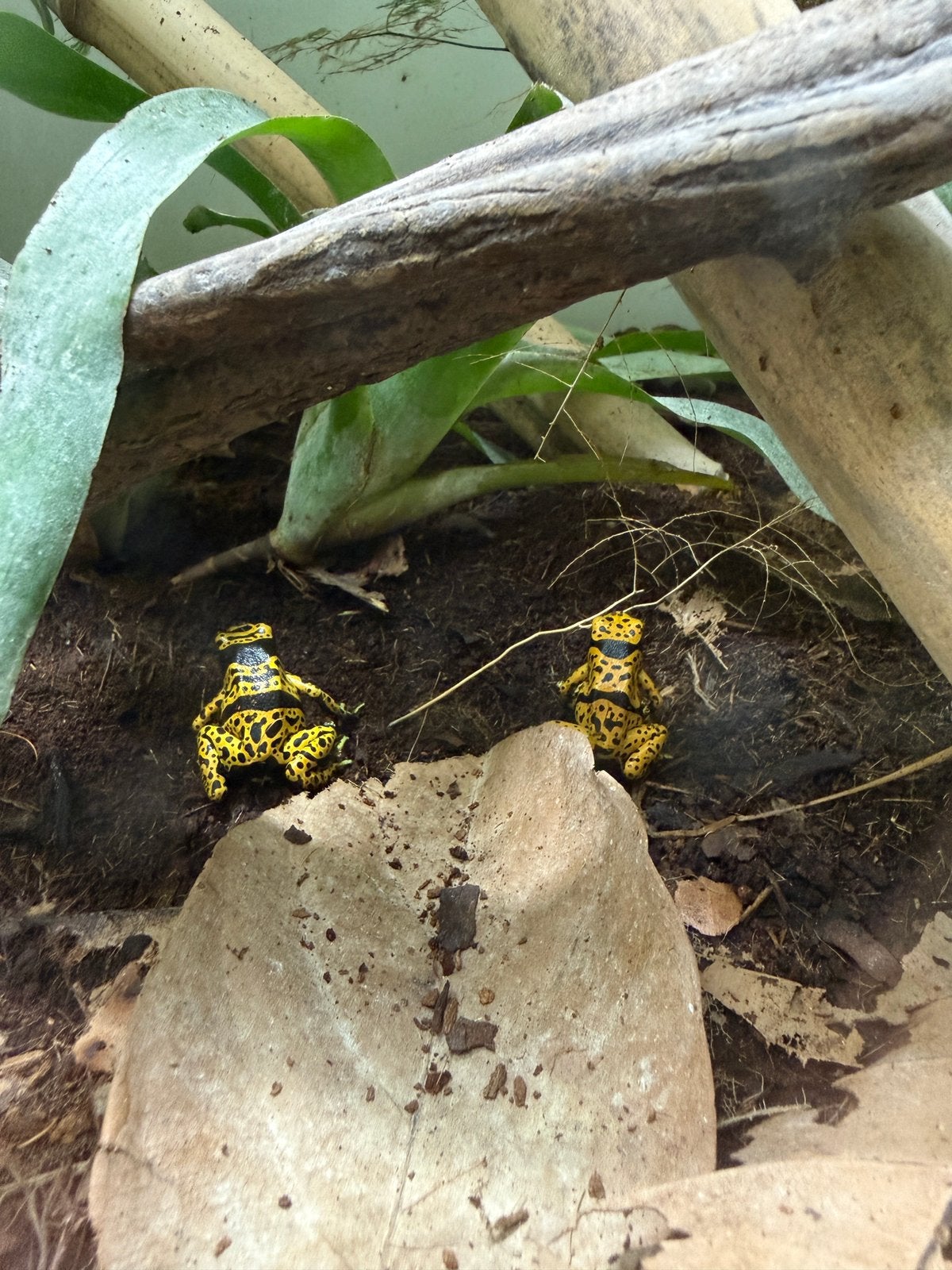 Dendrobates leucomelas bolivar gold, Dieren en Toebehoren, Amfibie, 3 tot 6 jaar