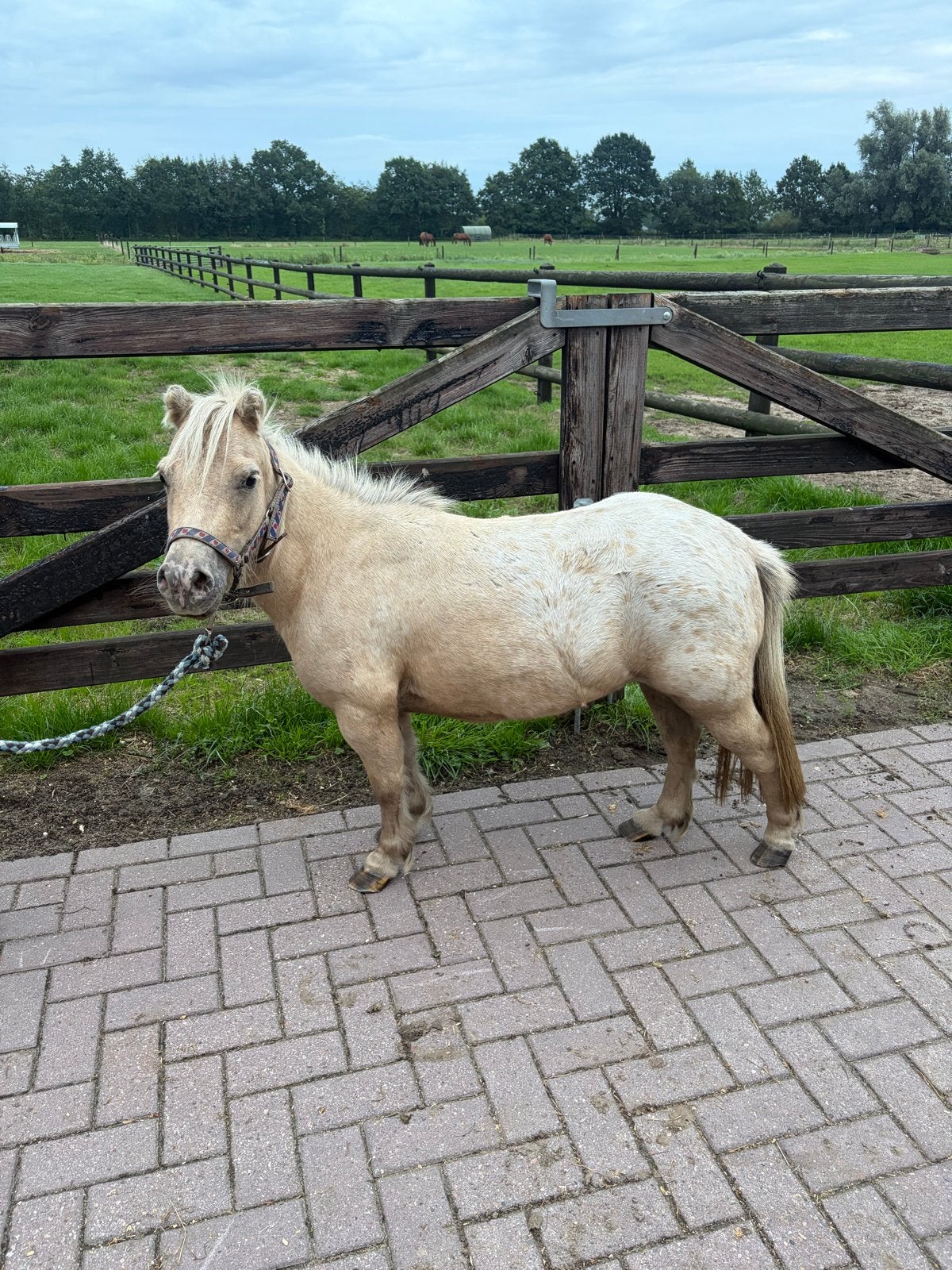 Drachtige appaloosa shetlander, Dieren en Toebehoren, Pony's, Merrie, A pony (tot 1.17m), Recreatiepony