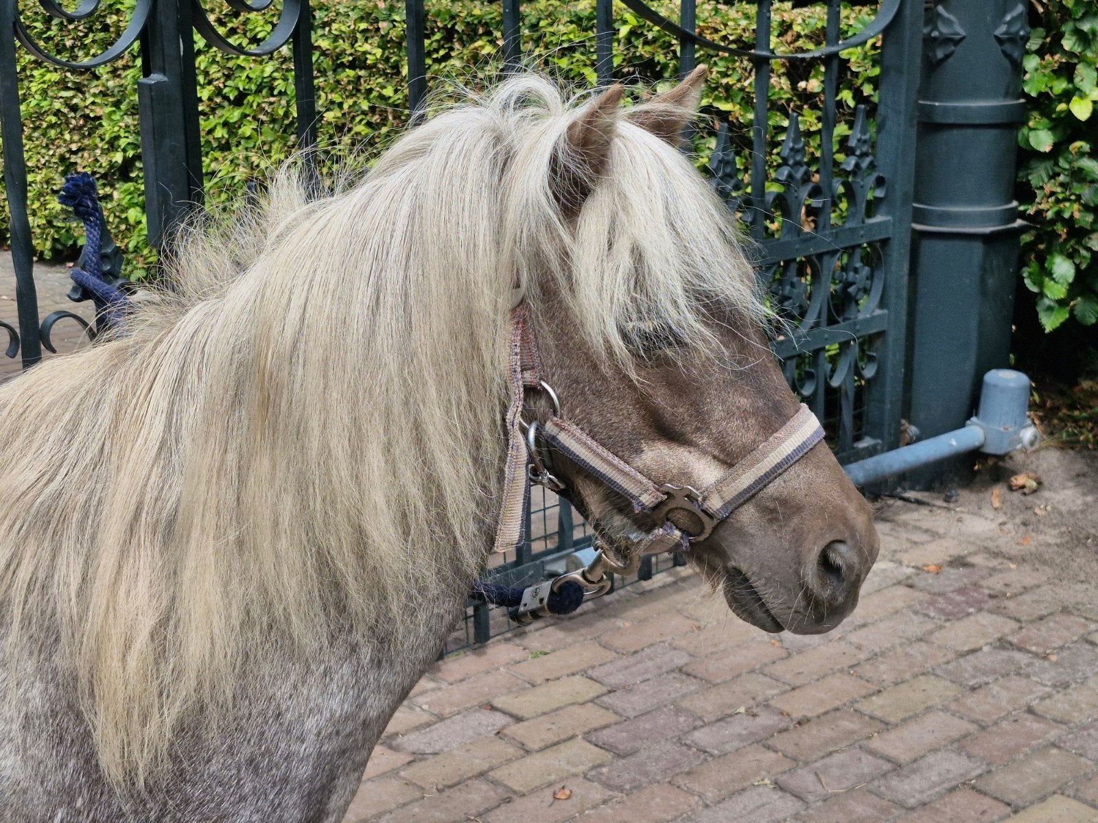 aparte mini merrie, Merrie, A pony (tot 1.17m), 7 tot 10 jaar