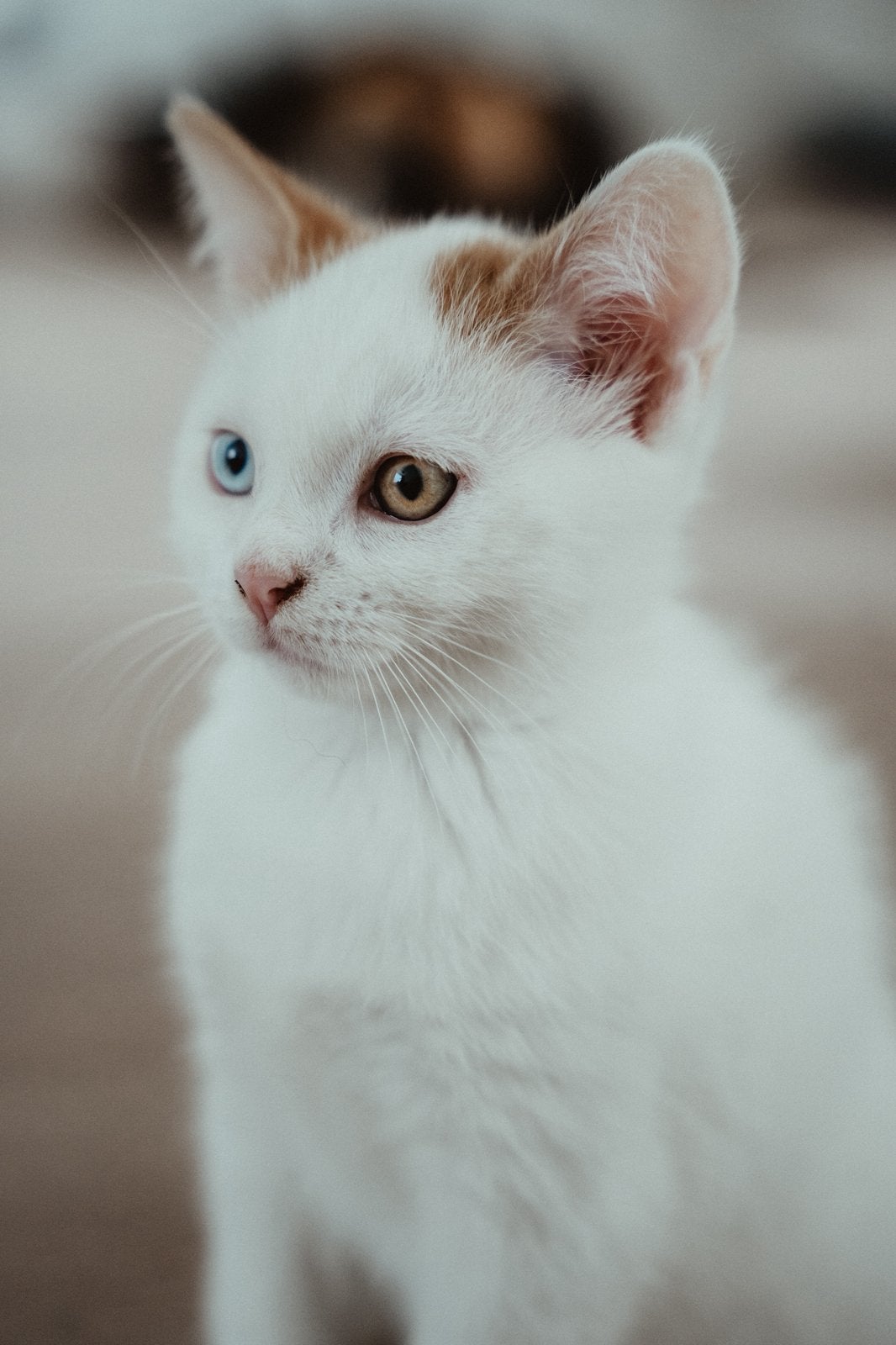Nog 2 van de 5 Britse korthaar kittens beschikbaar, Meerdere dieren, Ontwormd
