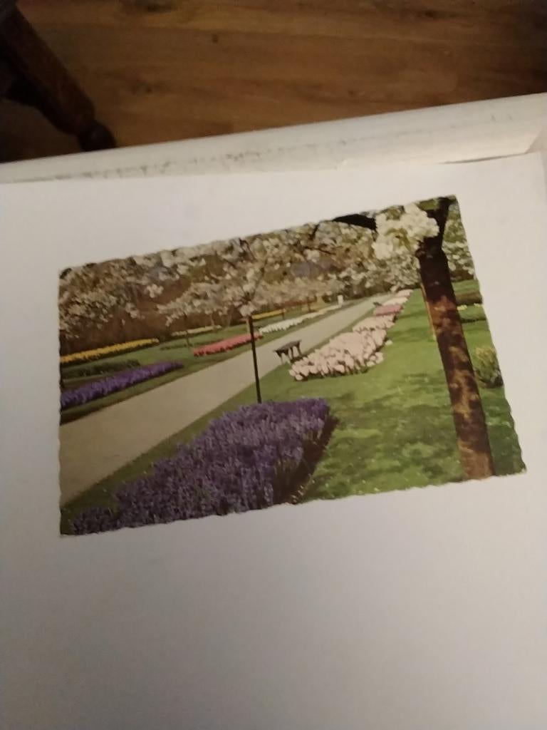 KEUKENHOF LISSE, Ophalen of Verzenden