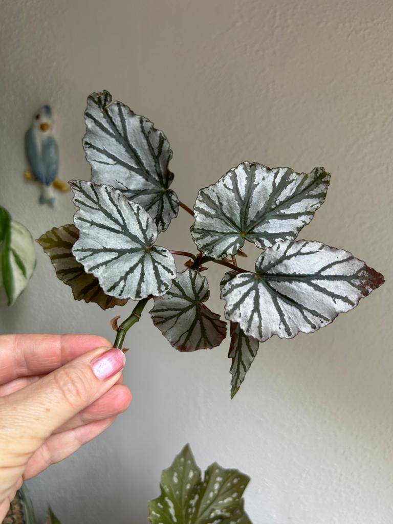 Begonia looking glass, meerdere stekken zie advertentie, Ophalen of Verzenden, Halfschaduw, Minder dan 100 cm