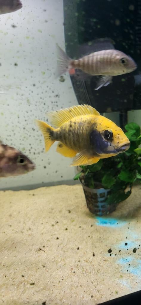 Gele sunset man, Dieren en Toebehoren, Vissen | Aquariumvissen, Vis