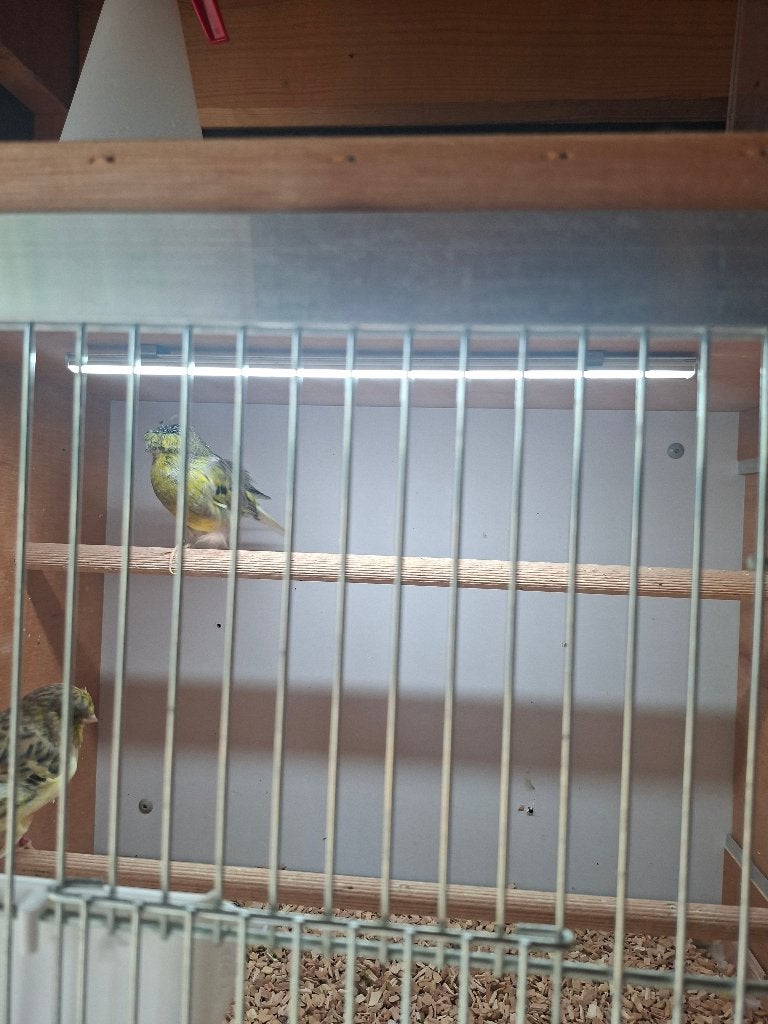 Kanarie, Dieren en Toebehoren, Vogels | Kanaries, Meerdere dieren, Postuurkanarie