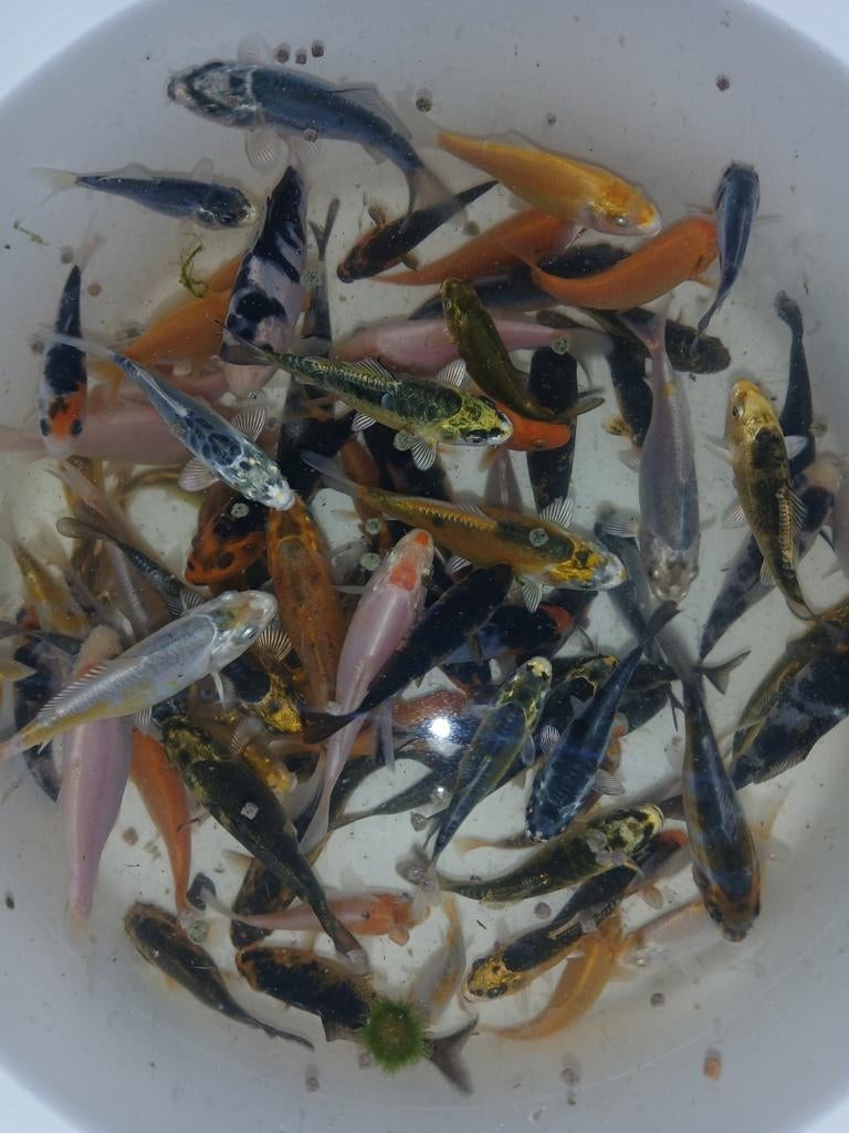 Koi karper, Dieren en Toebehoren, Vissen | Vijvervissen, Karper of Koi