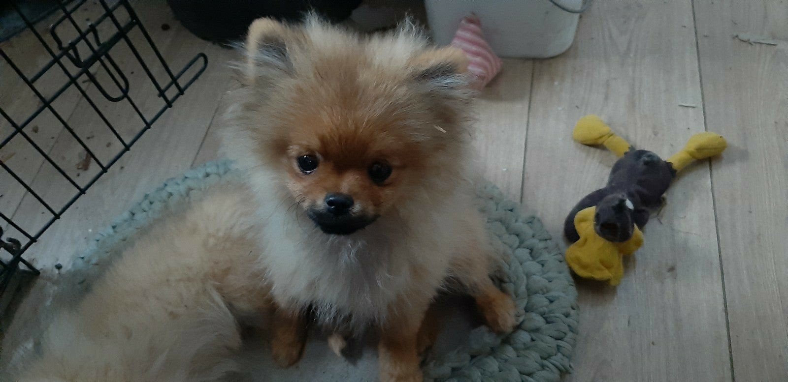 Pomeriaan pup., Particulier, 15 weken tot 1 jaar, Buitenland, Teef