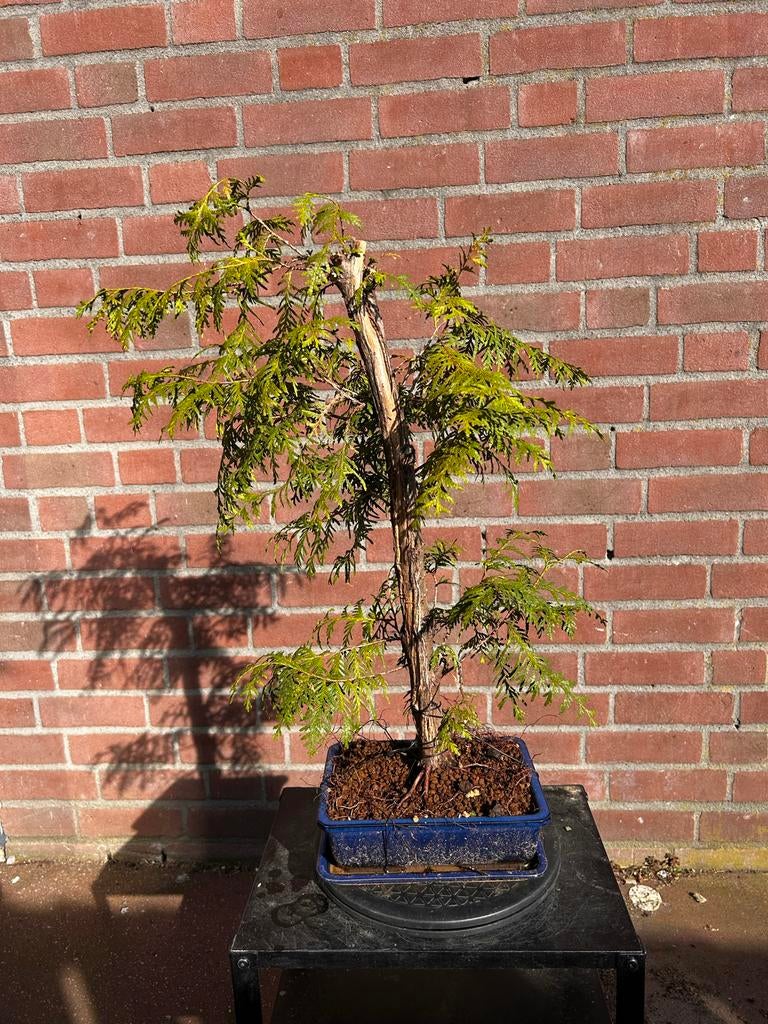 Conifeer bonsai, Tuin en Terras, Volle zon, Vaste plant, Bloeit niet, Ophalen