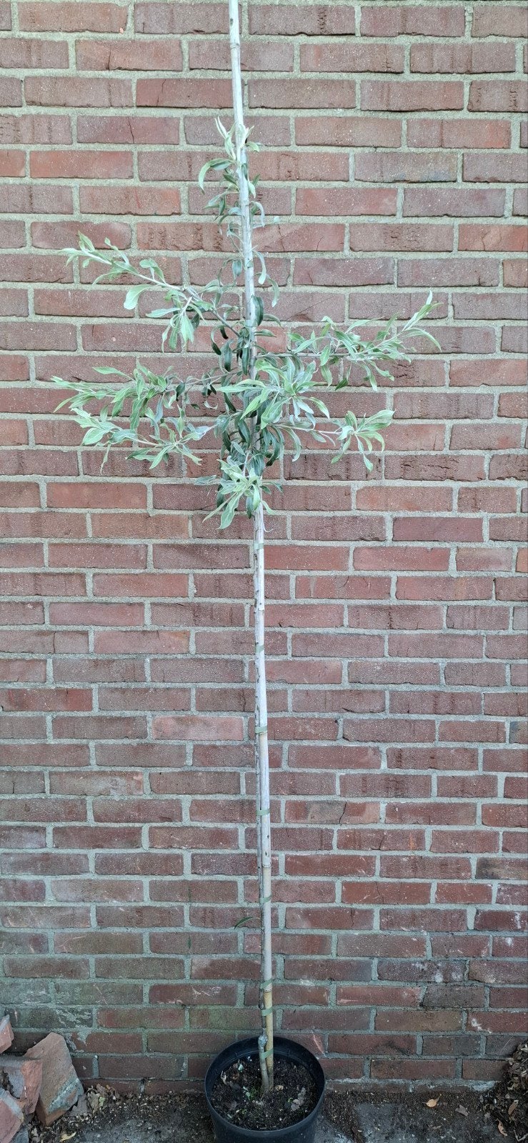 Pyrus salicifolia 'Pendula', treursierpeer, Ophalen, Volle zon, Overige soorten