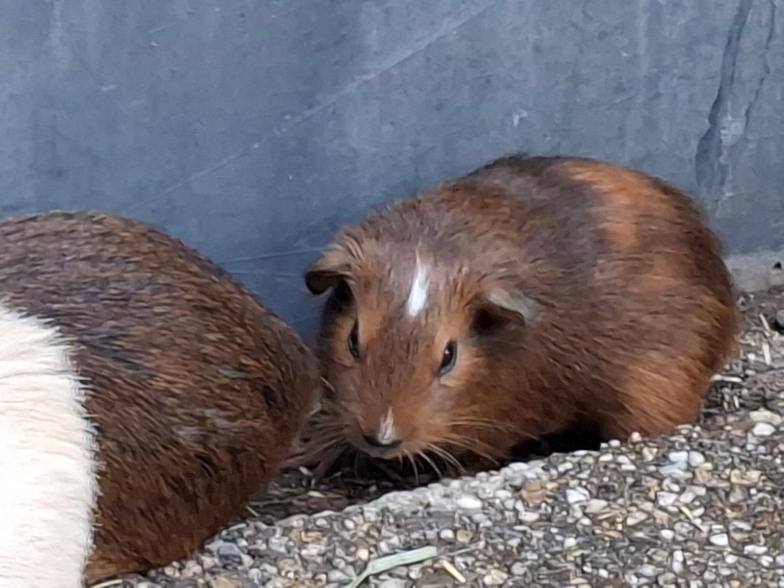 yana bevallen 9 juli., Dieren en Toebehoren, Knaagdieren, Juli, Meerdere dieren, Cavia
