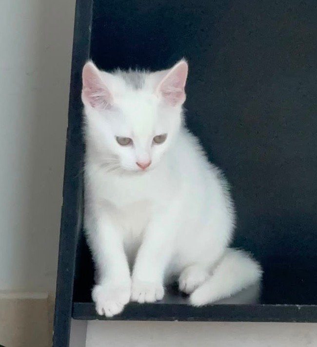 witte kitten, Dieren en Toebehoren, Katten en Kittens | Raskatten | Korthaar, Kater, Gechipt, 0 tot 2 jaar