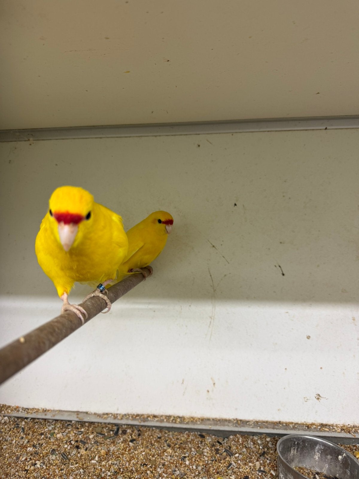 Geelvoorhoofd kakariki’s, Meerdere dieren, Parkiet