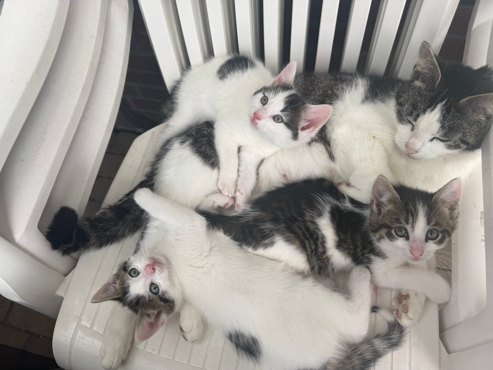 5 kittens, Dieren en Toebehoren, Katten en Kittens | Overige Katten, Meerdere dieren