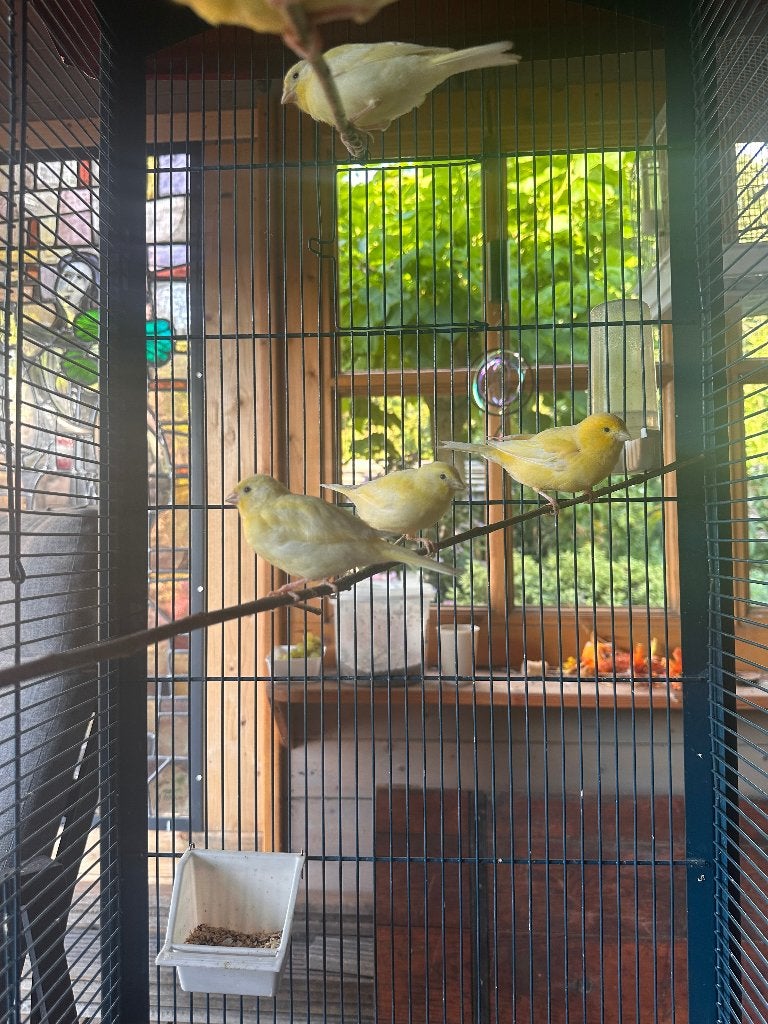 Waterslager kanarie, Dieren en Toebehoren, Vogels | Kanaries, Geslacht onbekend, Zangkanarie