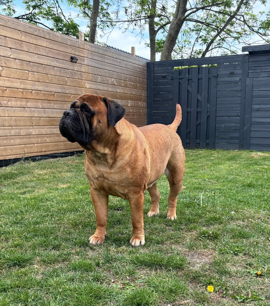 Bullmastiff met FGH stamboom in puppyplanning, Dieren en Toebehoren, 8 tot 15 weken, Geslacht onbekend, Parvo, Bulldog
